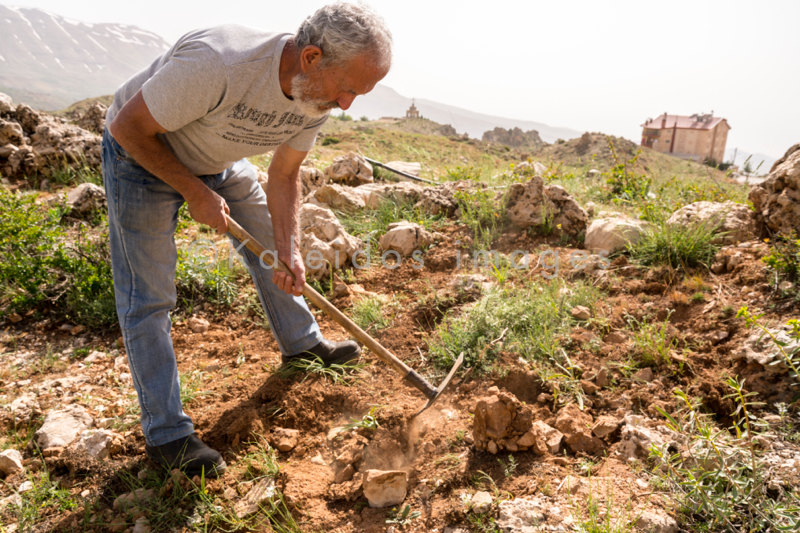 Al Arz;Iris;Iris Cedreti;Kaleidos;Kaleidos images;Lebanon;Middle East;Near East;Tarek Charara;Youssef Tawk;Flowers;Endemic;Endemic species;Critically endangered;Critically endangered species